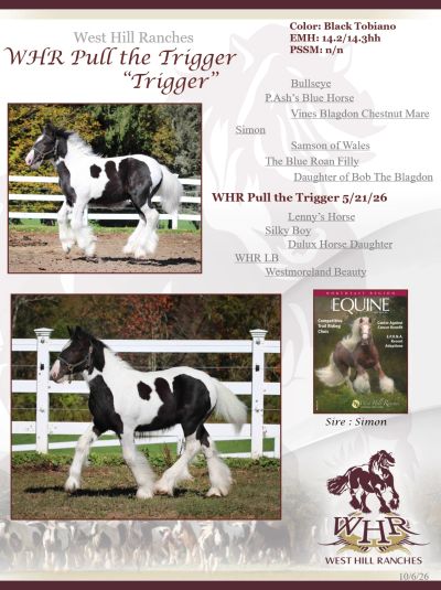 Black Tobiano horse named WHR Pull the Trigger at West Hill Ranches.
