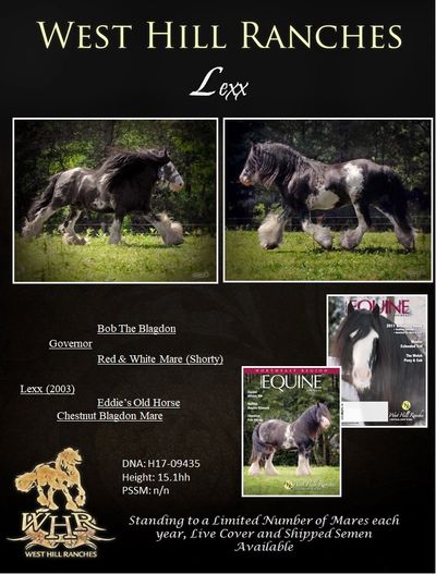 Gypsy Vanner Horses; Gypsy Vanner Stallion; Lexx; West Hill Ranches; WHR
