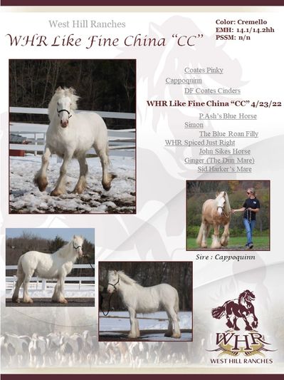 Gypsy Vanner Horses For Sale