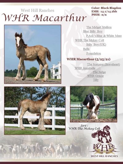 WHR Macarthur; Gypsy Vanner Horses For Sale