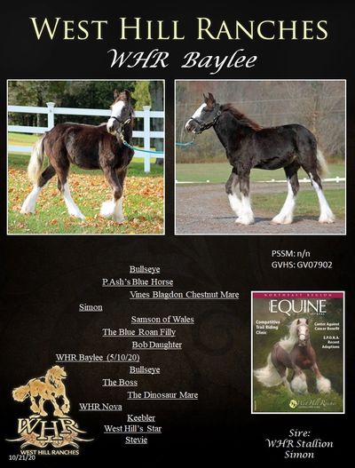 Gypsy Vanner Horses For Sale