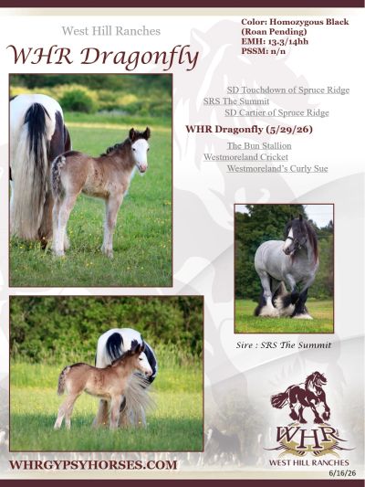 WHR Dragonfly foal with adult horse in a pasture at West Hill Ranches.