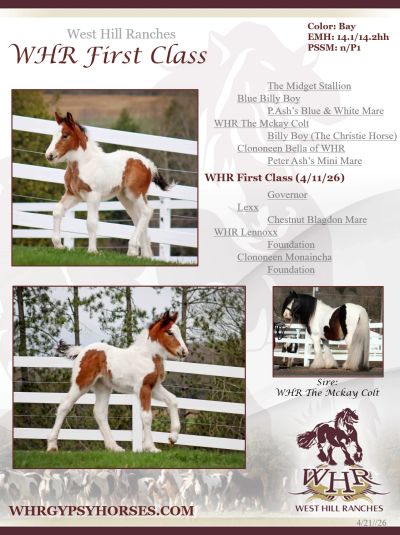 Painted horse foal WHR First Class from West Hill Ranches.