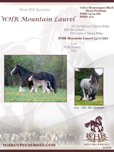 Gypsy horse mare and foal with pedigree details.