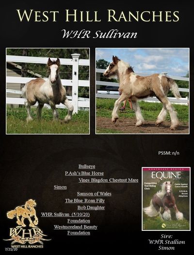 Gypsy Vanner Horses For Sale