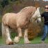 Gypsy Vanner Stallion