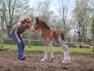 Gypsy Vanner Horses For Sale, Gypsy Horses, West Hill Ranches