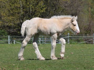 Gypsy Vanner Horses For Sale, Gypsy Horses, West Hill Ranches