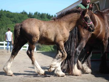 Gypsy Vanner Horses For Sale, Gypsy Horses, West Hill Ranches