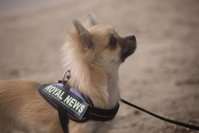 DogsNZ (NZKC); Salinacruz Royal News - Chihuahua (Long Coat). Copyright © - AmigoReal Chihuahuas 