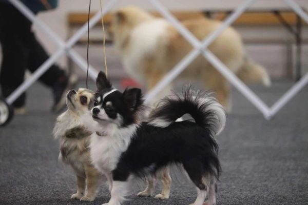 Two small dogs standing close together indoors.