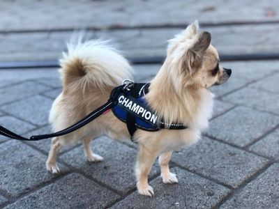 NZ Ch El-Toro Riccardo at Teddee - Chihuahua (Long Coat). Copyright © - AmigoReal Chihuahuas