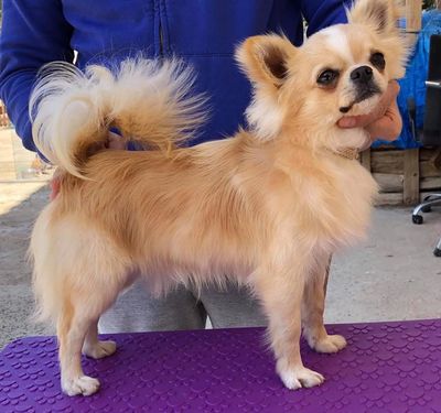 Small fluffy tan dog with curled tail.