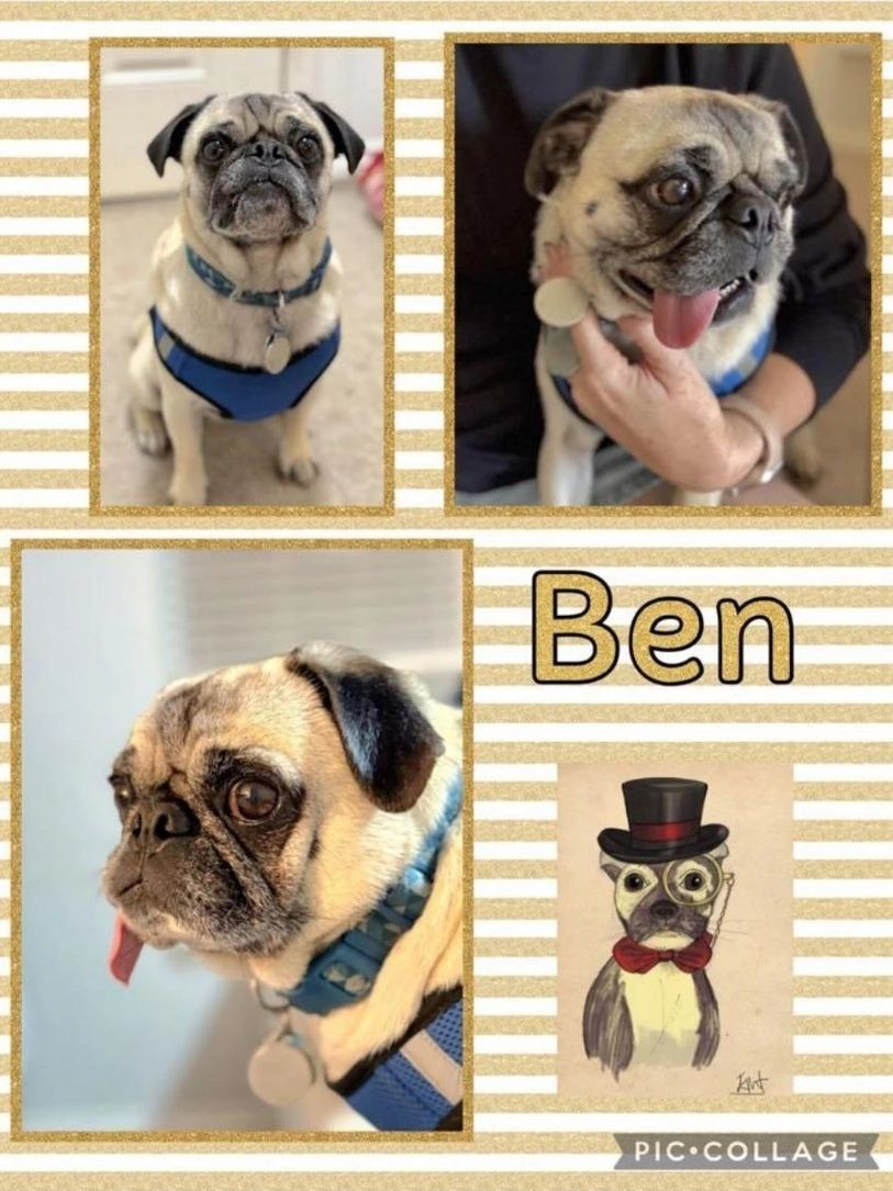 All about pugs by mechelle moreno, image size:813x1085