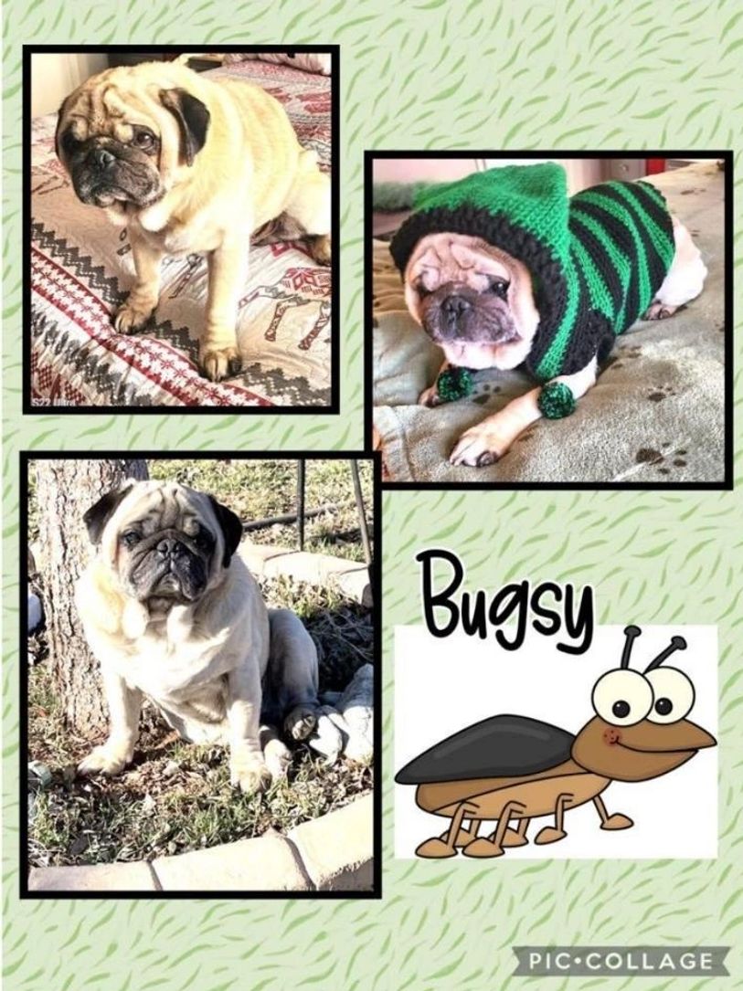 AVAILABLE PUGS!!, image size:813x1085