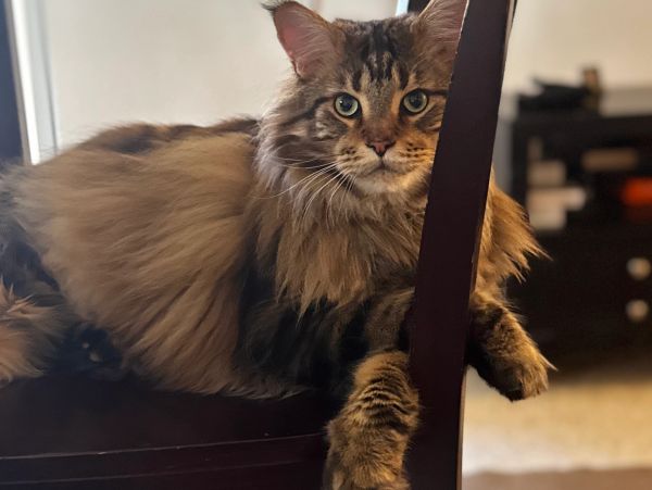 Major, the Maine Coon relaxing on a chair.