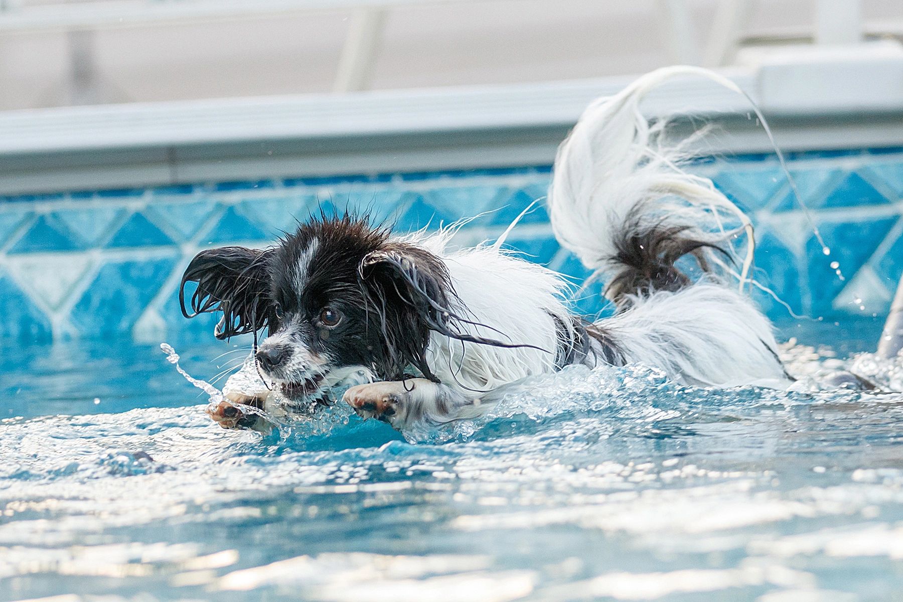 Pool Rental