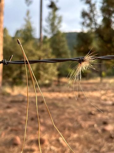 Spiky plant seed caught on barbed wire.