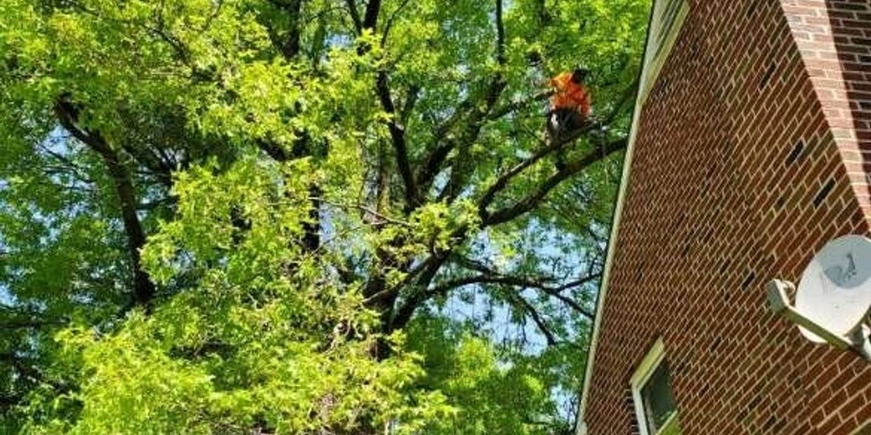 Bolder Quality Tree Care Tree Services, Arborist, Tree Pruning