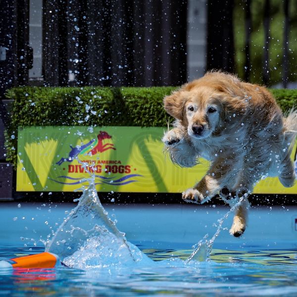 golden retriever, dock diving, dog sports, dog jumping into water