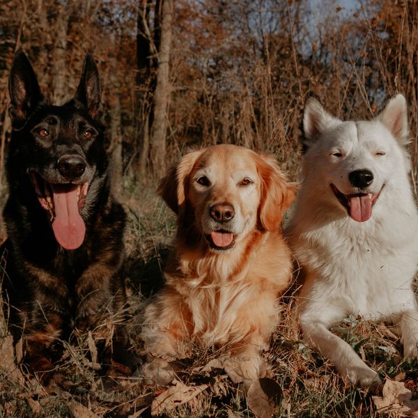 belgian malinois, golden retriever, Yakutian Laika, dog training, outdoor dog training, residency