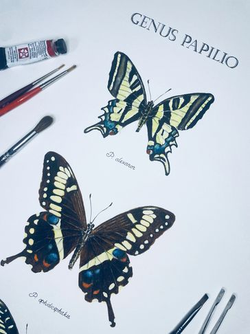 Scientifically accurate watercolor art featuring orange and yellow swallowtail butterflies.
