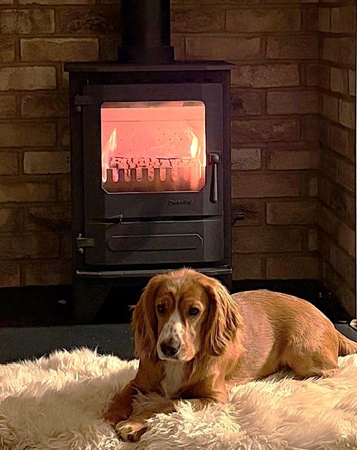 A ginger cocker spaniel dog laid on a sheepskin rug in front of a roaring log burner