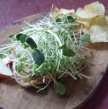 Microgreens stacked high on an olive wood cutting board and garnished with local apples slices and a