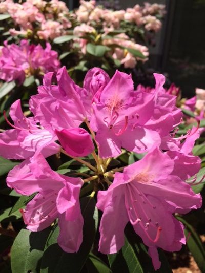 Rhododendrons in full bloom on MIT's East Campus