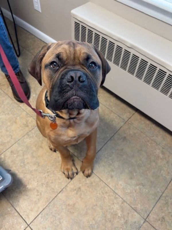 A brown dog looking up while sitting indoors.
