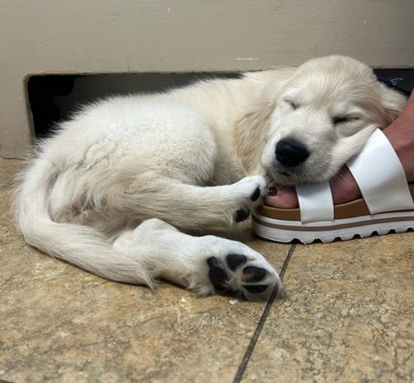 Puppy sleeping with head on sandal.