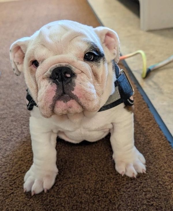 Adorable English Bulldog puppy sitting on a carpet.