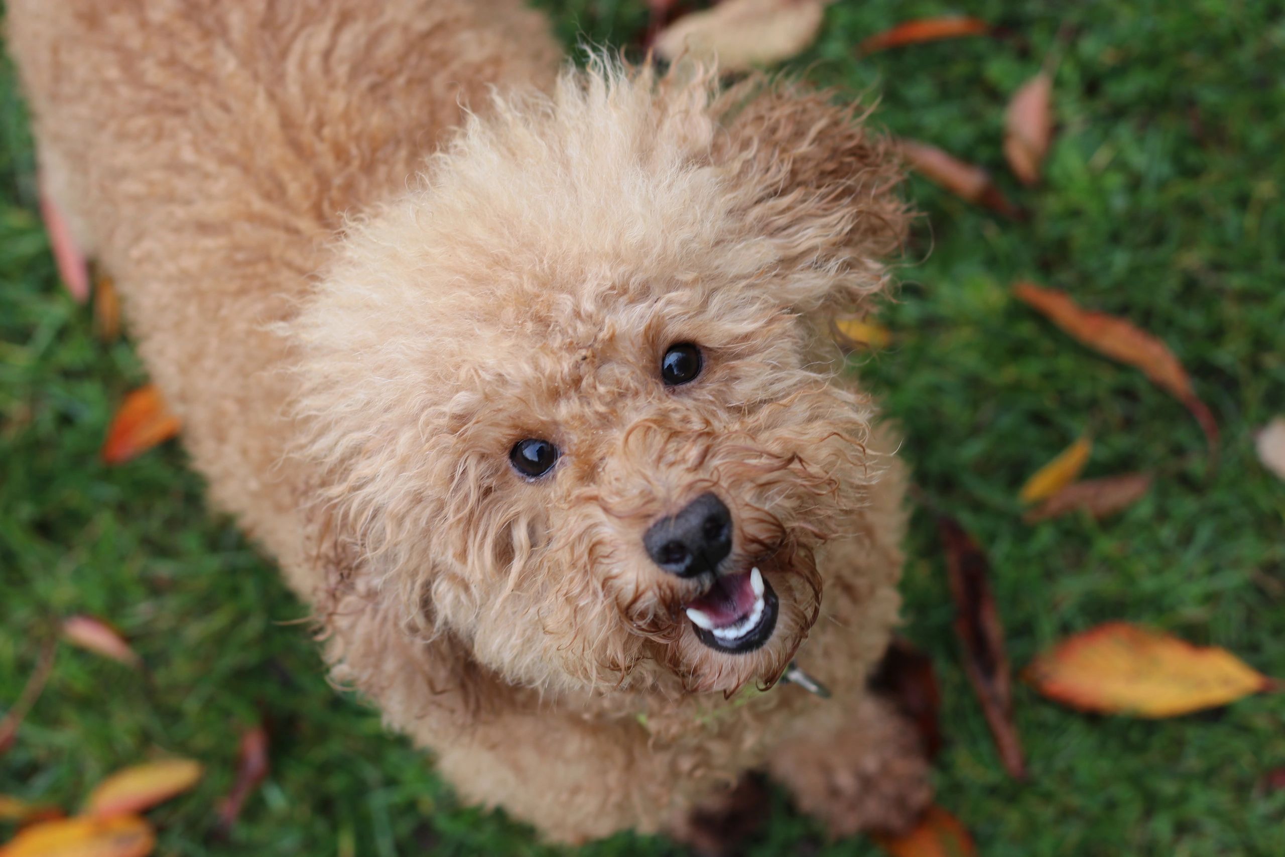 Brighton Dog Grooming