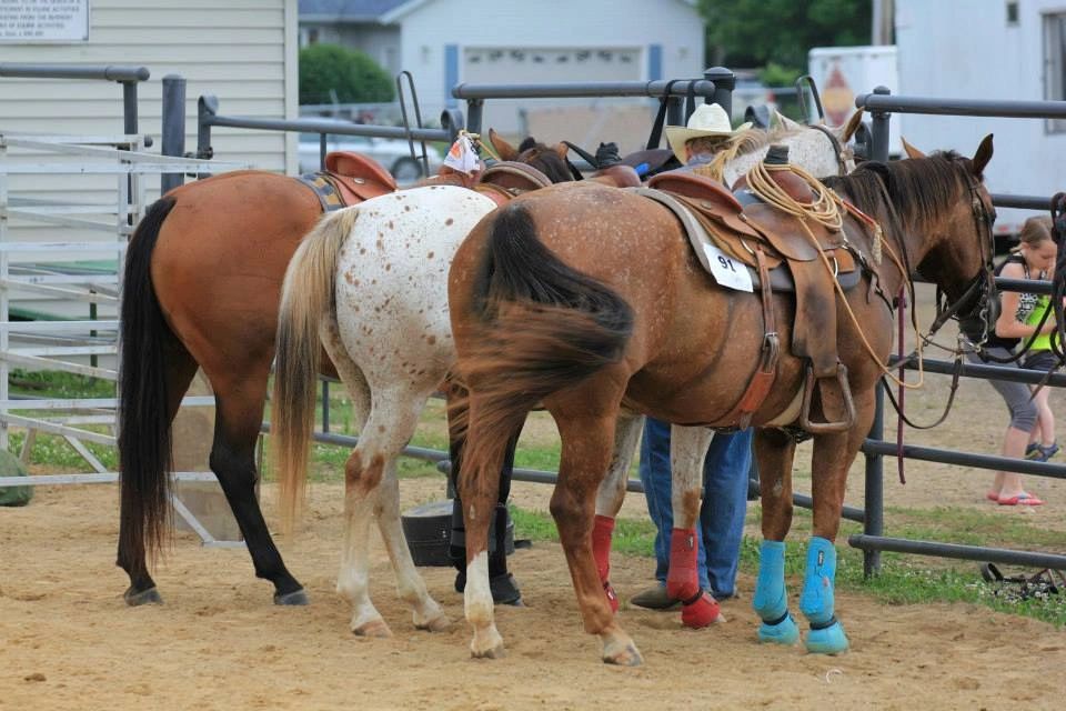 Home - Appaloosa Horse Club