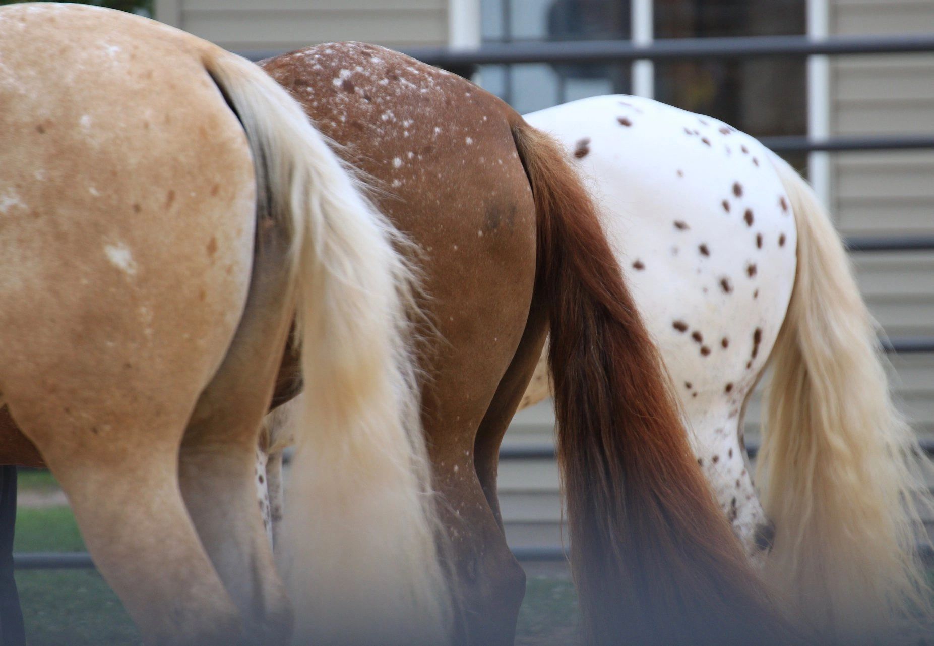 Home - Appaloosa Horse Club