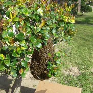 A swarm of bees clustered on a green bush outdoors.