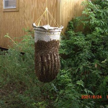 A hanging bag covered with a large swarm of bees outdoors.