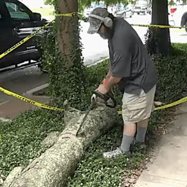Man cutting a fallen tree with a chainsaw on a sidewalk.
