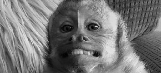 images Georgie Boy Monkey georgie boy store merch store online
