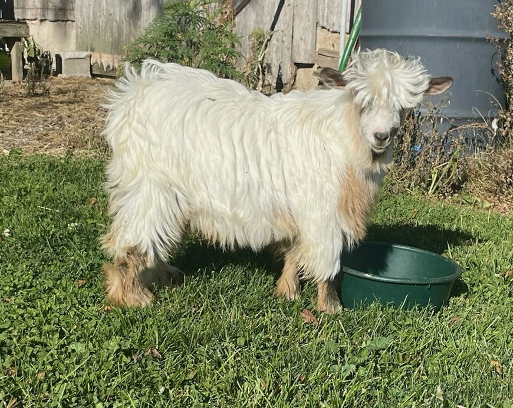 NEW BUCK; KING OF HEARTS