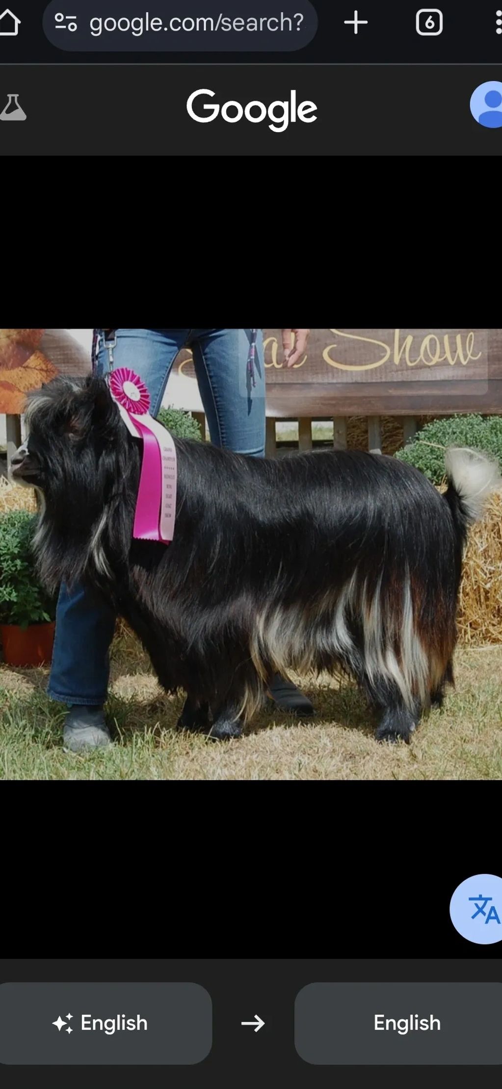 RESERVE GRANT CHAMPION IN HIS SHOWING DAYS; SOL-ORR'S SWEET MR. NED