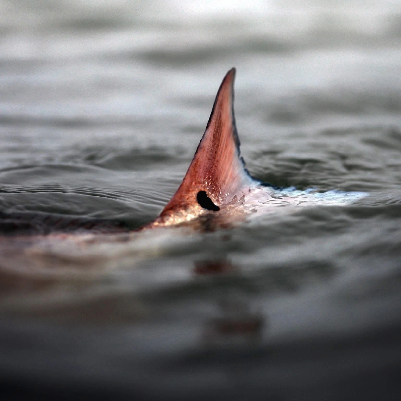 Matagorda Loops | Fly Fishing Guide & Certified Casting Instruction in ...