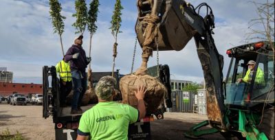 Workers loading large balled plants using a backhoe.