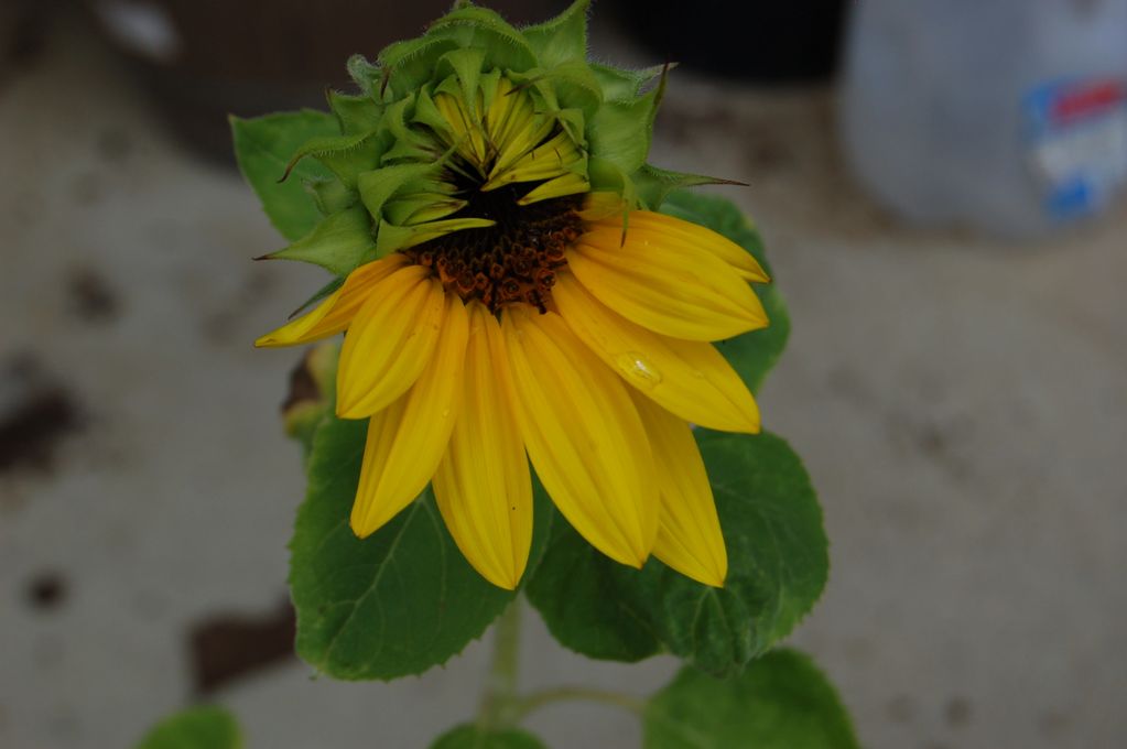 Blossoming Sunflower