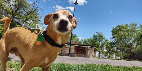 Small tan dog on leash standing on grass during a neighborhood walk with his pet sitter in Pueblo