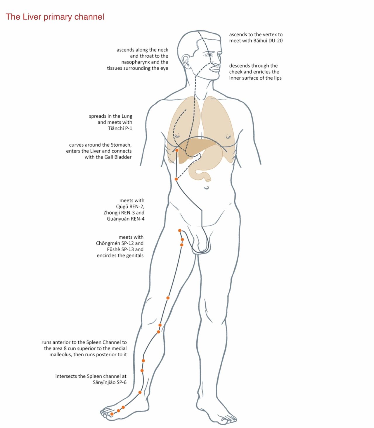 Liver Meridian