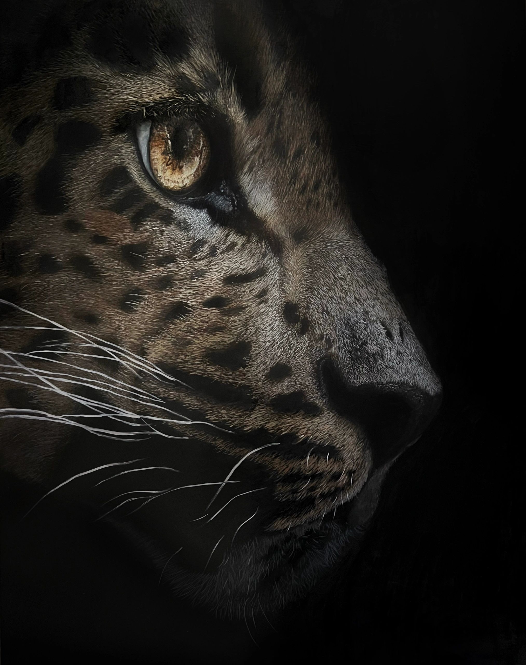 leopard art, wildlife art, Africa, gallery, oil painting