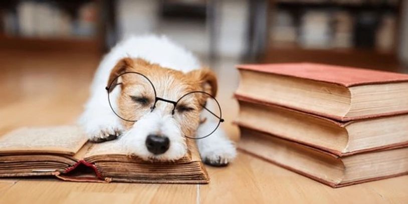 Dog wearing glasses asleep on an open book beside a stack of books.