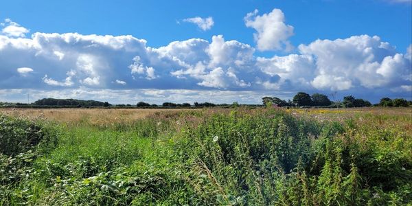 A sunny rural field with green plants under a partly cloudy blue sky.