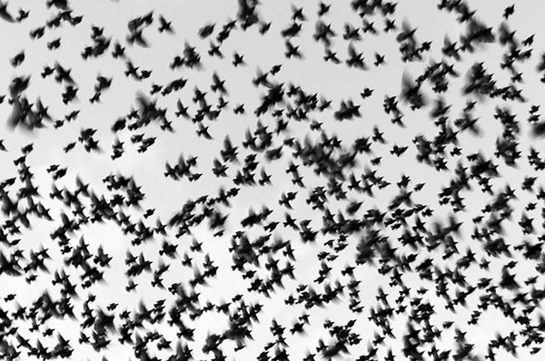 A large flock of birds flying against a gray sky.